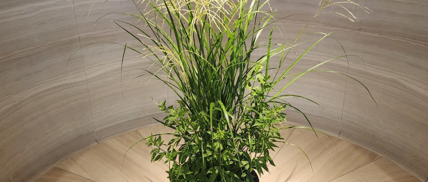 玄関の草花